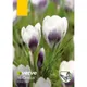 Verve Crocus Prince Claus Flower Bulb, Pack Of 15