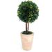 boxwood topiary tree 12 inches preserved real boxwood for backyard balcony garden wedding and home dÃ©cor