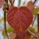 Cercidiphyllum japonicum-Katsura Tree- plant in 12 cm pot