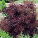 Cotinus coggygria Royal Purple - Smoke Bush, Plant in 9 cm Pot