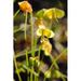 Close Up Yellow Flower Yellow Macro Yellow Flower - Laminated Poster Print - 20 Inch by 30 Inch with Bright Colors and Vivid Imagery