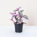 Thorsen's Greenhouse Live Tradescantia Nanouk Plant in Black | 8 H x 4 D in | Wayfair 4 Trad Nanouk