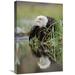Global Gallery 16 x 24 in. Bald Eagle with Reflection at the Edge of A Lake - North America Art Print - Tim Fitzharris