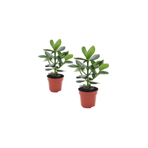 Clusia rosea Princess – Clusia Prinzessin 2er Set Höhe 25-35cm