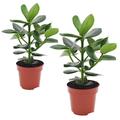 Plant in a Box Clusia rosea Princess - Clusia Prinzessin 2er Set Höhe 25-35cm