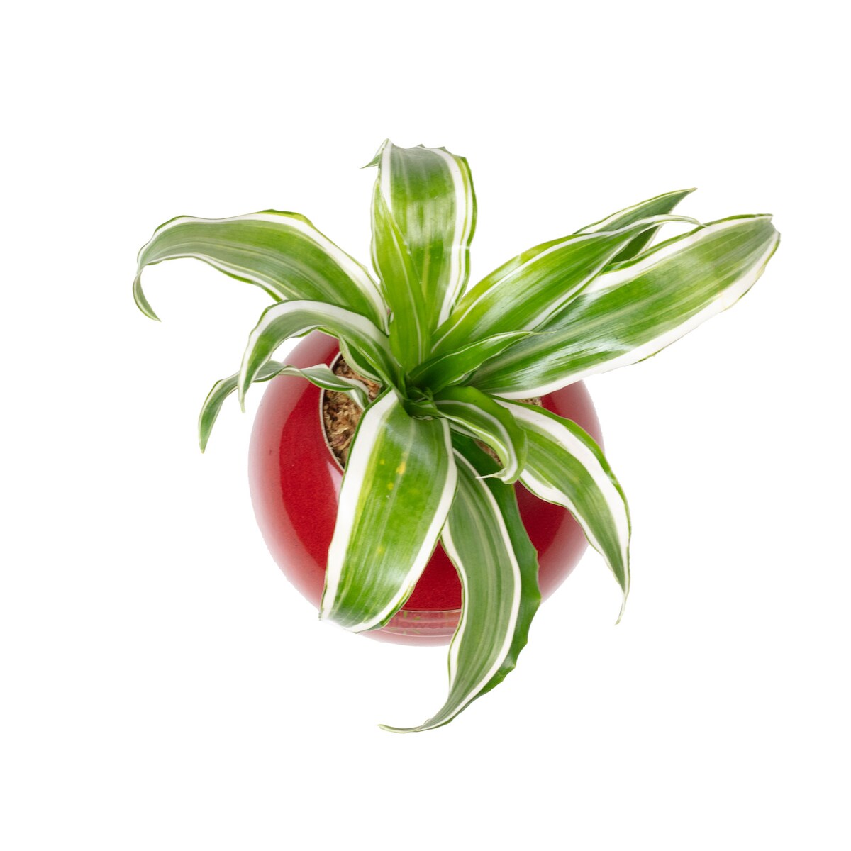 Flowerbox Ball - rot - 12x12 cm Image