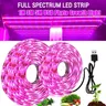 5V USB LED Grow Light Full Spectrum Phytolamp Plant Light 1m 2m 3m 4m 5m Strip Phyto Lamp for Flower