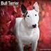 2024 Bull Terrier Calendar - Monthly Wall Calendar - 12 x 24 Open - Premium Thick No-Bleed Paper - Giftable - Teacher s Planner Calendar Organizing & Planning