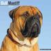 2024 Bull Mastiff Calendar - Monthly Wall Calendar - 12 x 24 Open - Premium Thick No-Bleed Paper - Giftable - Teacher s Planner Calendar Organizing & Planning