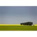 A Flowering Canola Field in The Distance Framed by A Green Wheat Field with A Group of Trees Metal Grain Bins & Blue 1 Poster Print by Michael Interisano - 19 x 12