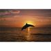 Silhouette of Leaping Bottlenose Dolphin Sunset Caribbean Sea Poster Print by Natural Selection Craig Tuttle - 36 x 24 - Large