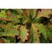 Close up of oak leaves Quercus species in autumn colors.; Acadia National Park Mount Desert Island Maine. Poster Print by Darlyne Murawski (17 x 11)