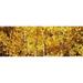 Aspen trees in autumn Colorado USA Poster Print by - 36 x 12