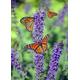 Butterfly on Lavender - 4000 Piece Wooden Jigsaw Puzzle - Floor Entertainment Puzzle for Adults and Teens