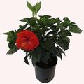 American Plant Exchange Hibiscus Shrub, 10-Inch Pot, Tropical Live Plant, Large Red Flowers, Zones 9-11 | 24 H x 10 D in | Wayfair HIBISPRESRED