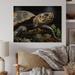 Bayou Breeze Closeup Turtle Portrait II - Unframed Print on Wood Metal in Black/Brown/Yellow | 24 H x 32 W x 0.78 D in | Wayfair