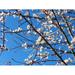 Tree Hawthorn Branch Spring Flowering - Laminated Poster Print - 20 Inch by 30 Inch with Bright Colors and Vivid Imagery