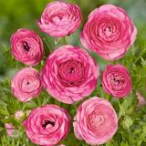 25 Ranunculus Bulbs For Planting - Buttercup Flower Bulb Value Bag - Plant In Gardens Containers & Flowerbeds - Easy To Grow Fall Perennial Flowers Bulbs By