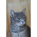 Cat Face Domestic Cat Grey Cat Curious - Laminated Poster Print - 12 Inch by 18 Inch with Bright Colors and Vivid Imagery