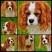 Cavalier King Charles Spaniel Pet Collage Funny Dog - Laminated Poster Print -12 Inch by 18 Inch with Bright Colors and Vivid Imagery