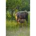 A Moose Cow & Calf in Kincaid Park Anchorage Southcentral Alaska Summer Poster Print by Michael Jones - 12 x 18