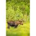 Bull Moose in Velvet Kincaid Park Anchorage Southcentral Alaska Summer Poster Print by Michael Jones - 24 x 38 - Large