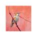 Chelsea Art Studio Hummingbird III by Paul Ngo - Painting Canvas, Glass in Orange | 30 H x 30 W x 1.5 D in | Wayfair 52GII0331-OD-B