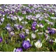 Boston Seeds Blue Grass Bulb Collection - Crocus (100 Bulbs)