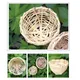 1PC Hanging Bird Nest Bamboo Bird Hut Outdoor Natural Fiber Birdhouse Small Canaries Nest Wren Nest