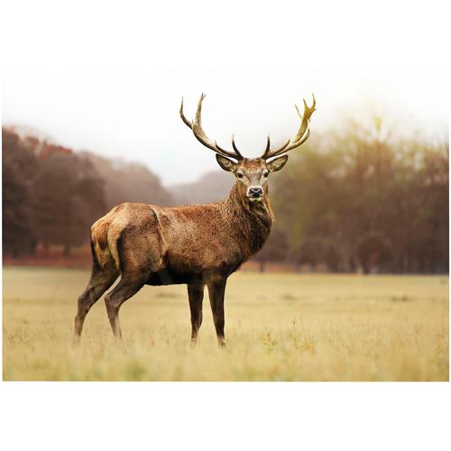 „Leinwandbild ART FOR THE HOME „“Outdoor Hirsch 50x70cm““ Bilder Gr. B/H/T: 70 cm x 50 cm x 2,3 cm, Leinwandbild, 1 St., braun Leinwandbilder“