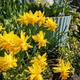 Thompson & Morgan 100 x Daffodil (narcissus) Rip Van Winkle Bulbs