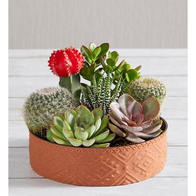 1-800-Flowers Plant Delivery Cactus Dish Garden