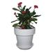 BULYAXIA - Red Crown of Thorns Plant - Euphorbia splendens - 4 Pot Live Plant Ornament Decor for Home Kitchen Office Table Desk - Attracts Zen Luck Good Fortune - Non-GMO Grown in the USA