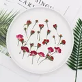 60pcs Dry Side Pressed Red/Purple/Pink/Yellow Rose Flower Plant Herbarium For Jewelry Bookmark