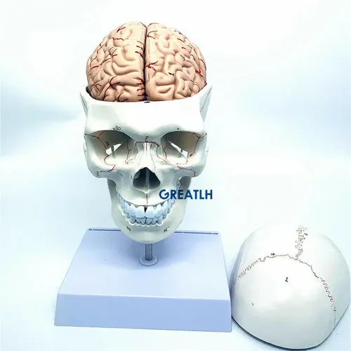1:1 schädel gehirn anatomisches mit halswirbelsäule skeleton modell Abnehmbare gehirn anatomisches