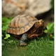 Cute Resin Tortoise Statue Outdoor Garden Pond Store Bonsai Decorative Animal Sculpture For Home