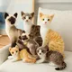 26cm niedlichen echten Leben Plüsch Katzen Puppe gefüllt liegende Katze Plüschtiere für Kinder Baby
