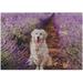 Coolnut Wooden Jigsaw Puzzles 1000 Pieces Adorable Golden Retriever Dog in Lavender Field Educational Intellectual Puzzle Games for Adults Kids 29.5 x 19.7