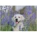 Coolnut Wooden Jigsaw Puzzles 1000 Pieces Golden Retriever Dog on Flower Field Educational Intellectual Puzzle Games for Adults Kids 29.5 x 19.7