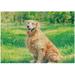 Coolnut Wooden Jigsaw Puzzles 300 Pieces 10.6 x 15.5 Golden Retriever in The Park Educational Intellectual Puzzle Games for Adults Kids