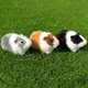 Simulation Fur Guinea Pig Animal Plush Stuffed Doll Hamster Doll Plush Toy Soft Stuffed Animal