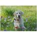 Dreamtimes Wooden Jigsaw Puzzles 1000 Pieces Lovely Golden Retriever in Field of Flowers Educational Intellectual Puzzle Games for Adults Kids 29.5 x 19.7