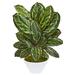 Nearly Natural 26-In. Maranta Artificial Plant in White Vase