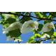 Dove Tree, Handkerchief Tree Seeds (5 Seeds) (Davidia Involucrata)