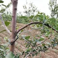 20 Pieces Fruit Branch Spreader Limb Frame Branch Plant Support Strong Reuseable Fruit Tree Branch