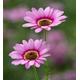 Argyranthemum frutescens 'Grandaisy Pink Halo' (3 x 2 litre pots)