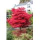 Acer Tree Skeeters Broom NEW Japanese Maple Red 3L Pot 60cm Plants to your door