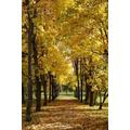 Golden Leaves - 2000 Piece Wooden Puzzle - Intellectual Puzzle Learning Stress Reduction Game Puzzle