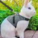 Bunny Rabbit Vest Harness with Long Leash