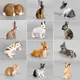 Hand Painted Realistic Rabbit Models Lop Arctic Hare Dwarf Rabbit Plastic Action Figure Figurine